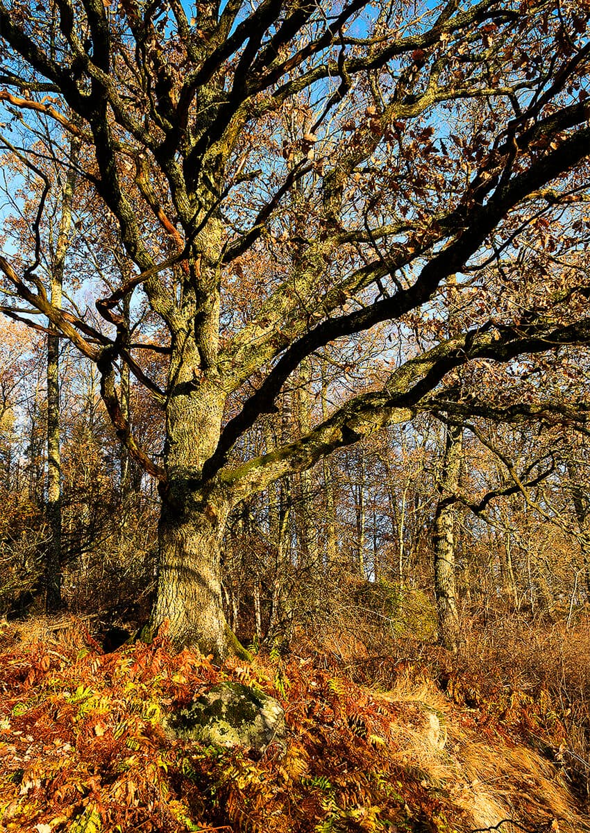 Foto på ek i Gladöskogen